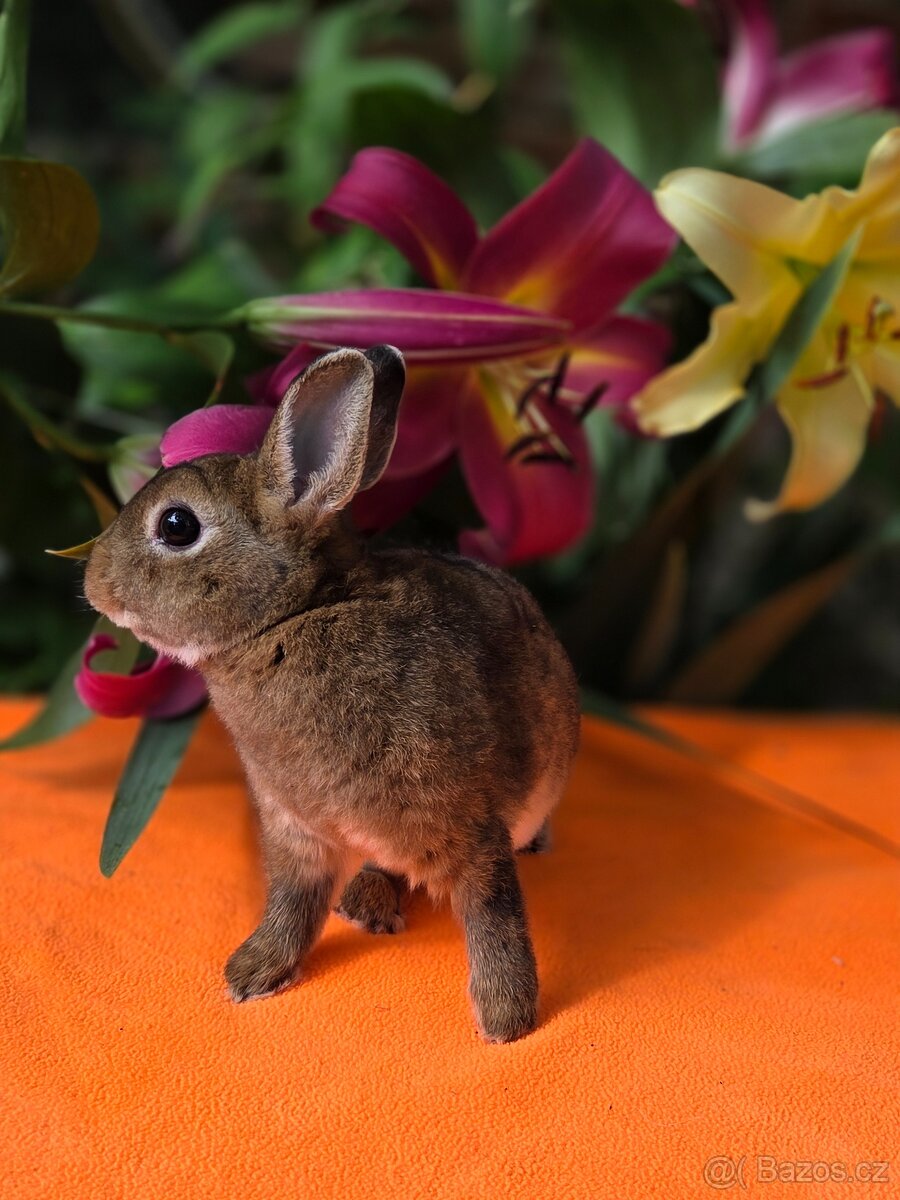 Mini rexík -luxusní mazlíček