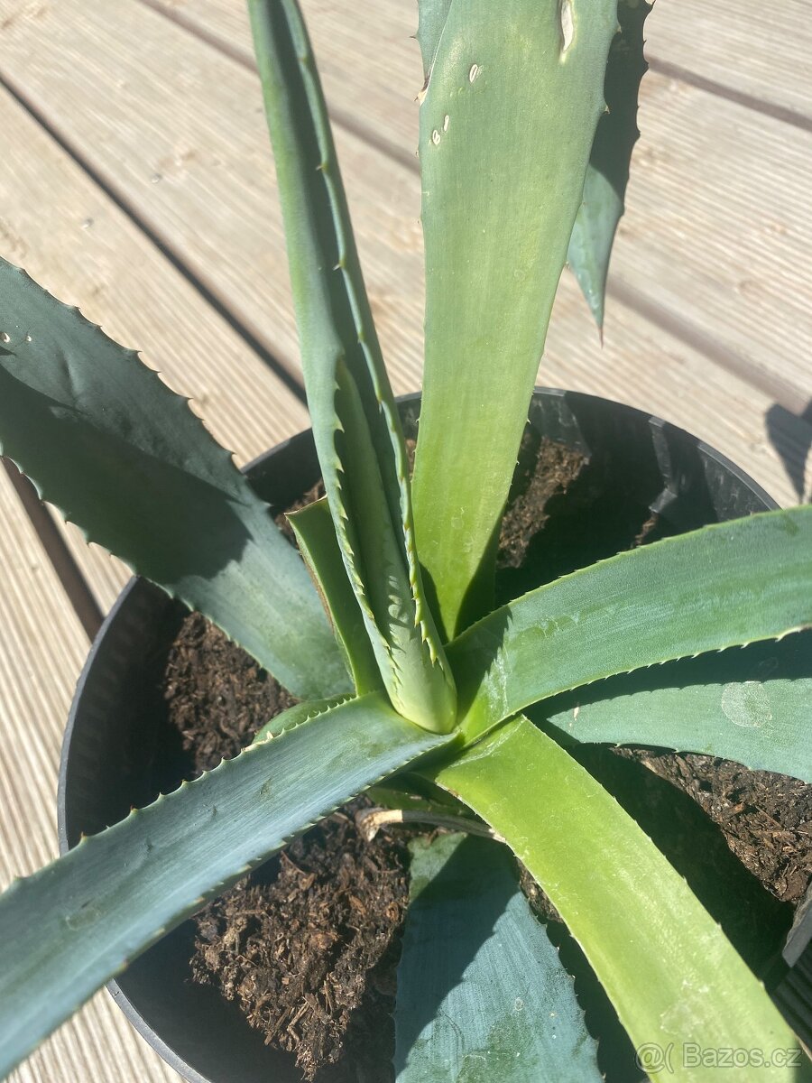Aloe