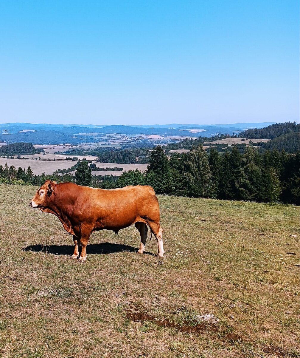 plemenný býk