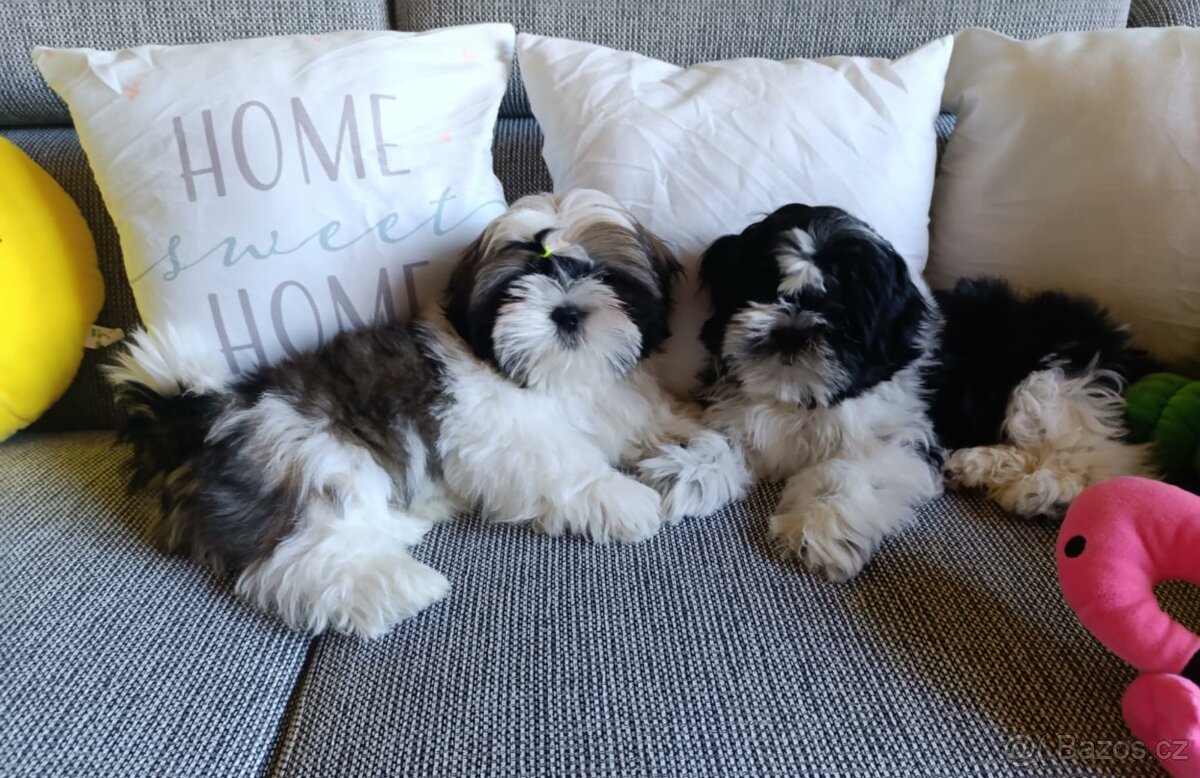 Shih-tzu s PP vymazlená štěňátka (Shih tzu)