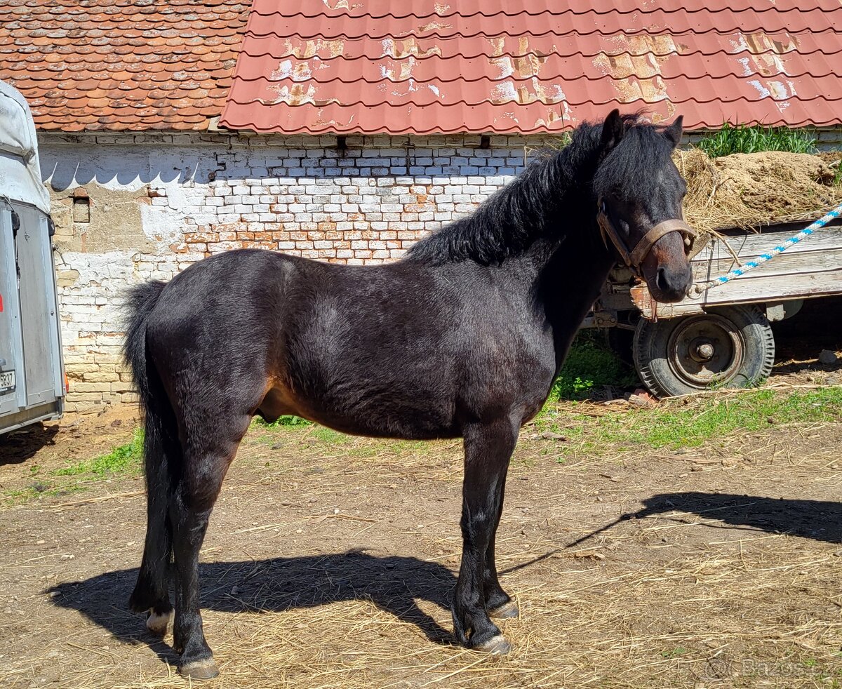 Hřebeček WPBr pony