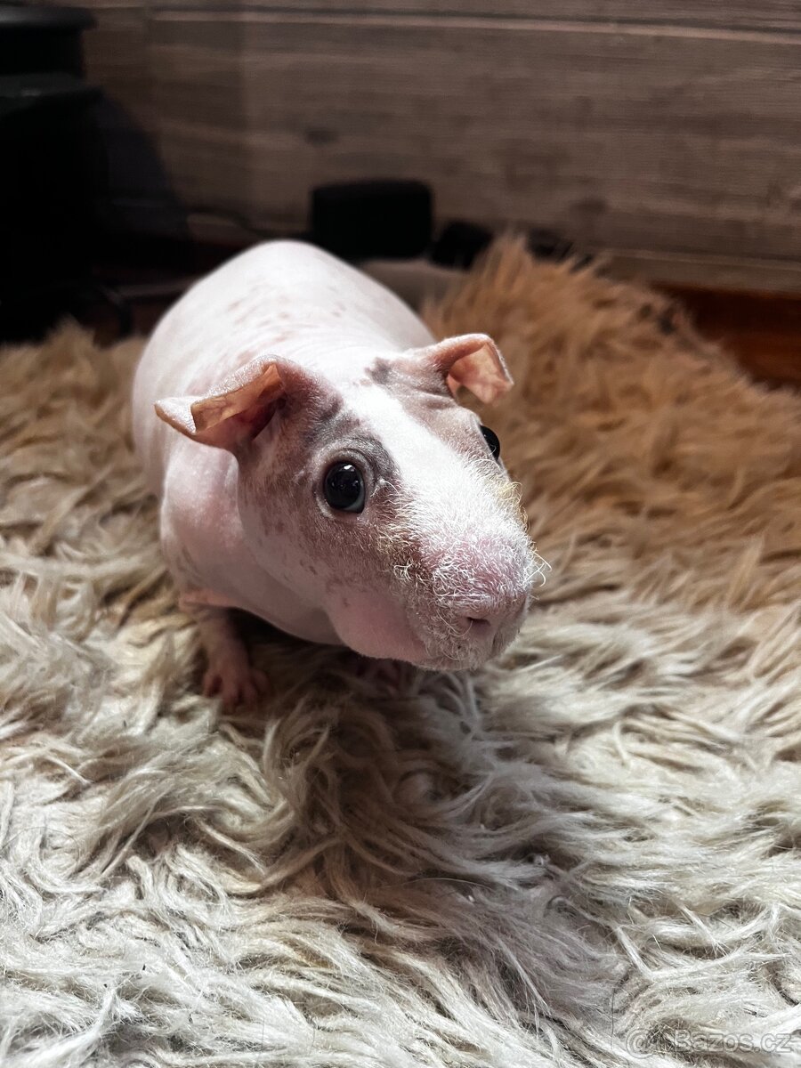 Skinny guinea pig- morčátka