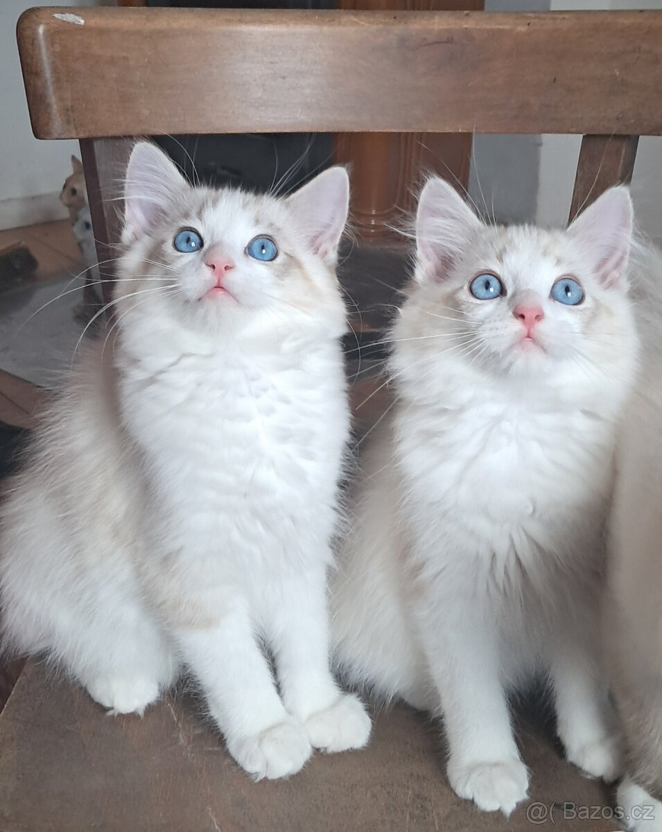 Kočičky ragdoll s PP