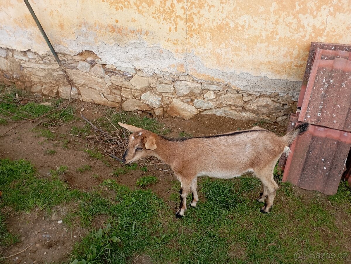 Letošní kozenka