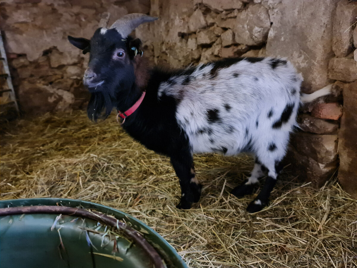 Kozel Holandský zakrslý s POP