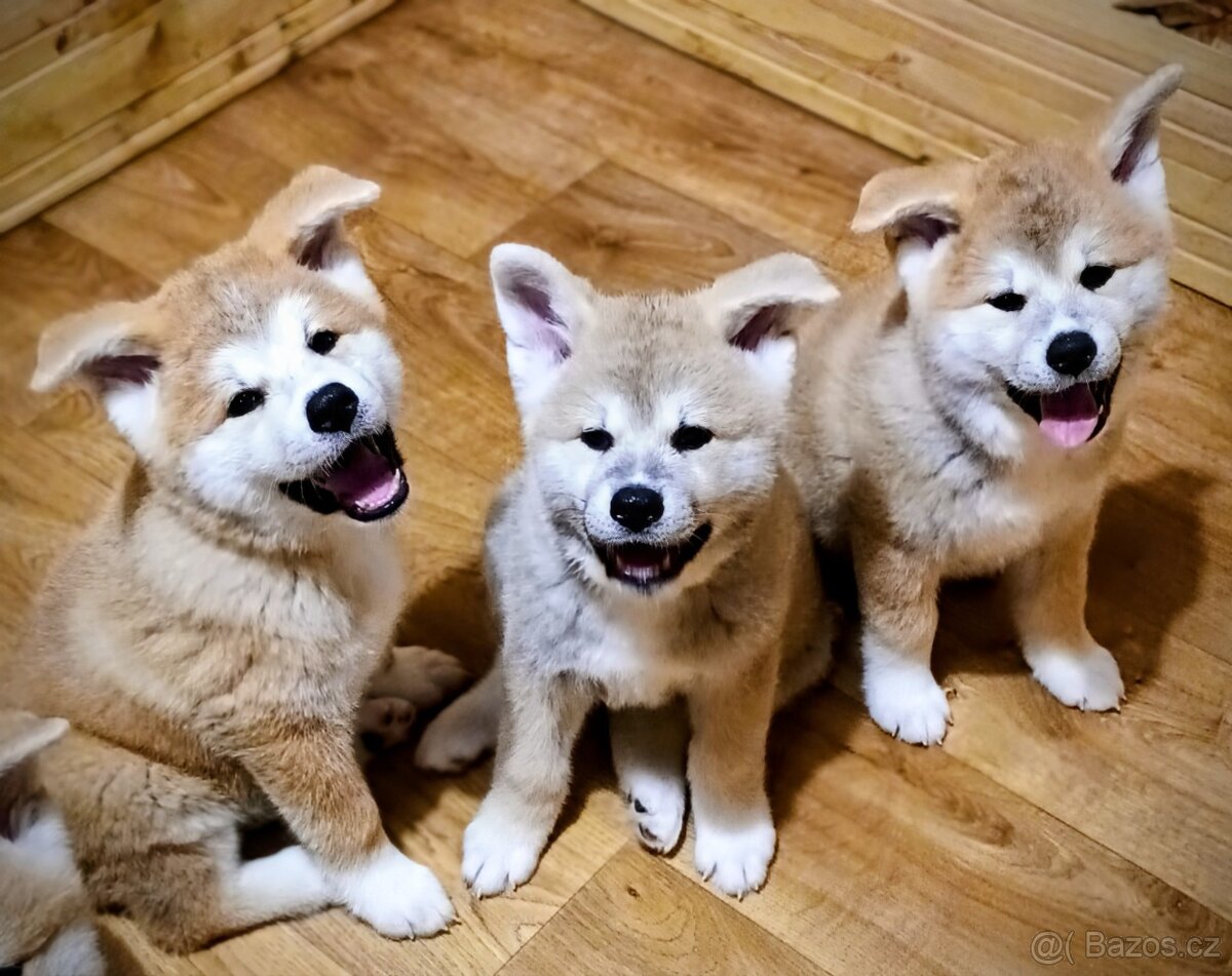 Štěňátka Akita Inu s PP odběr v lednu