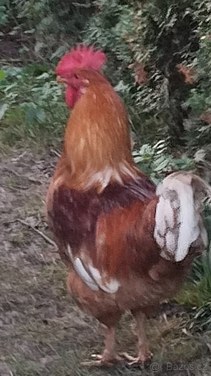 Kohouti a kačeři běžci