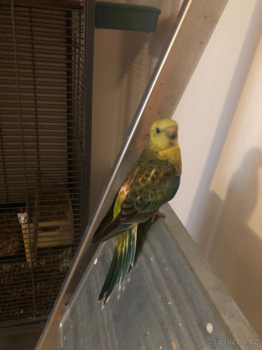 Papoušek Zpěvavý a Neofema Tyrkysová