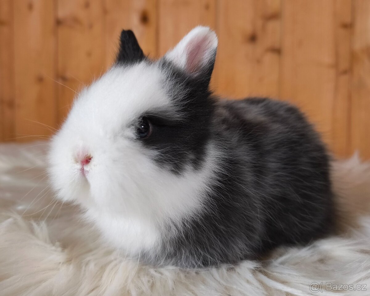 Zakrslí králíci jako vánoční dárek