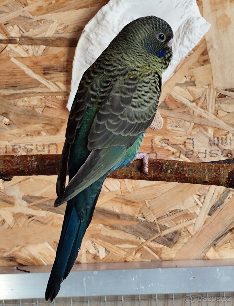 Andulky BF a BWBW (Double Black)