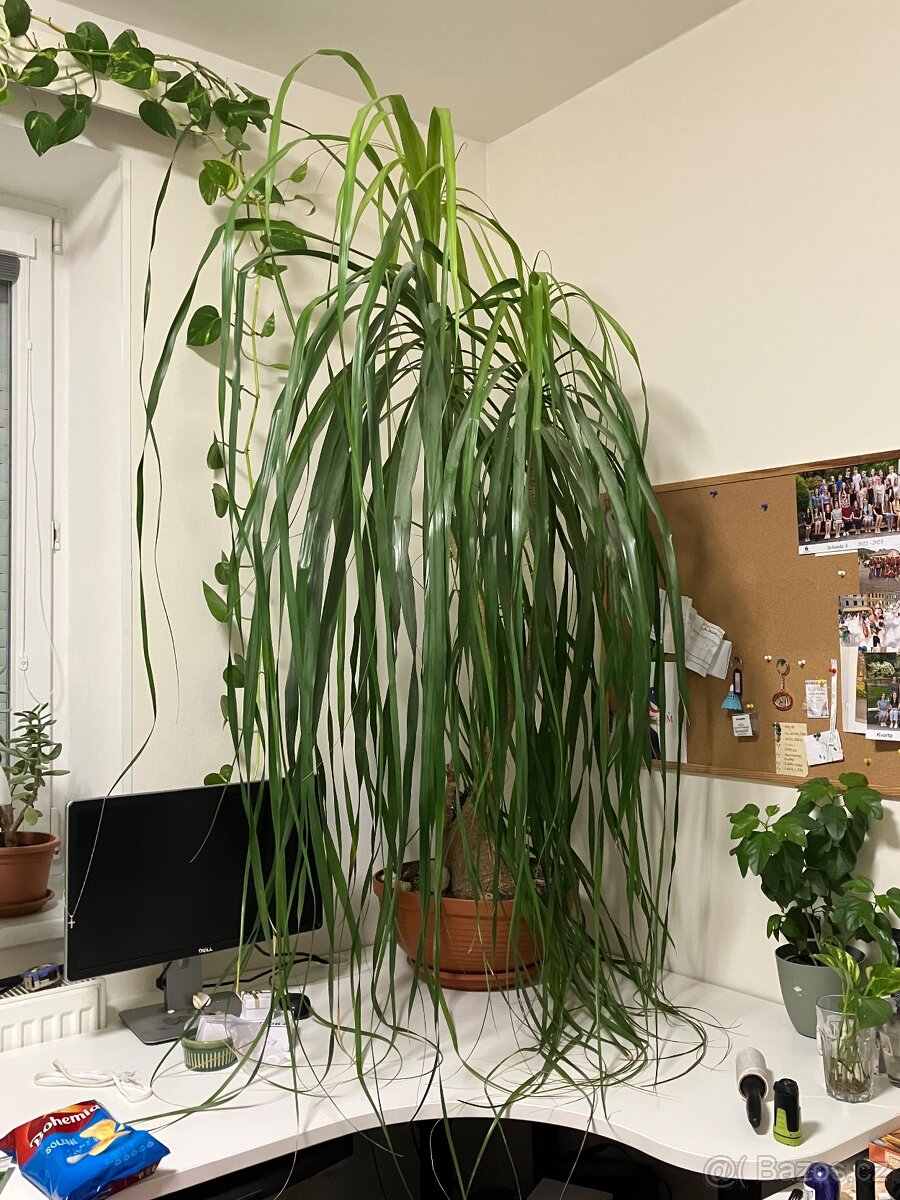 Sloní noha- nolina longifolia