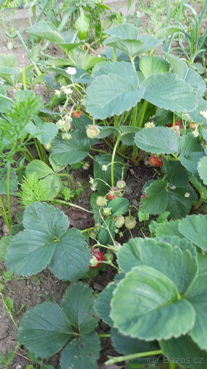 Víceplodící sazenice jahod