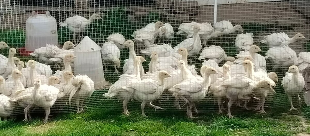 Krůťata