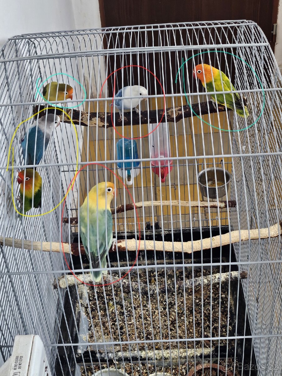 Agapornis fischeri