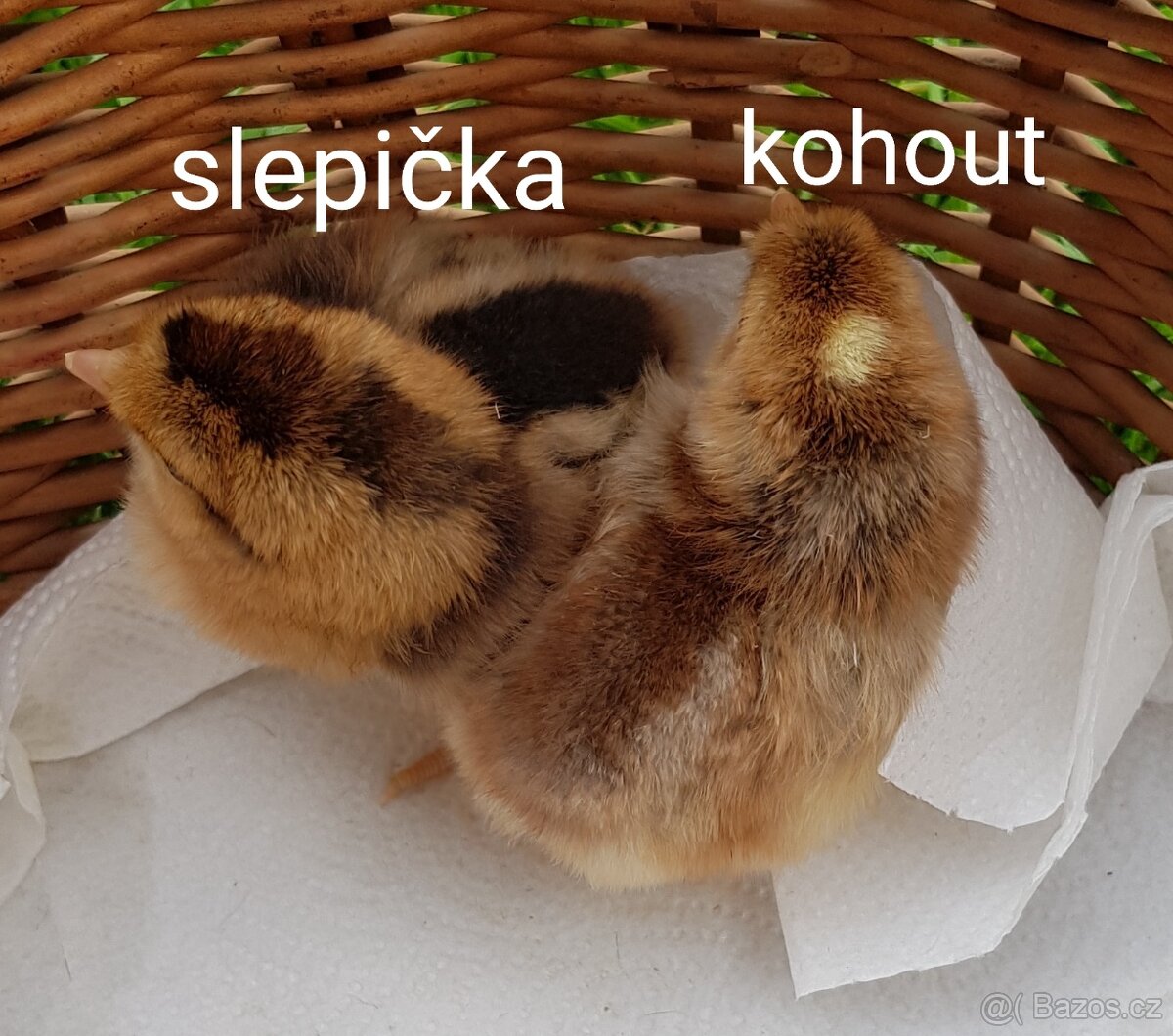 Dvoudenní kuřátka pod kvočnu