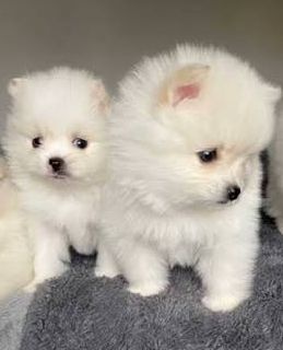🧸 Nabízím krásné štěňátká Pomeranianu/Pomerian 🧸