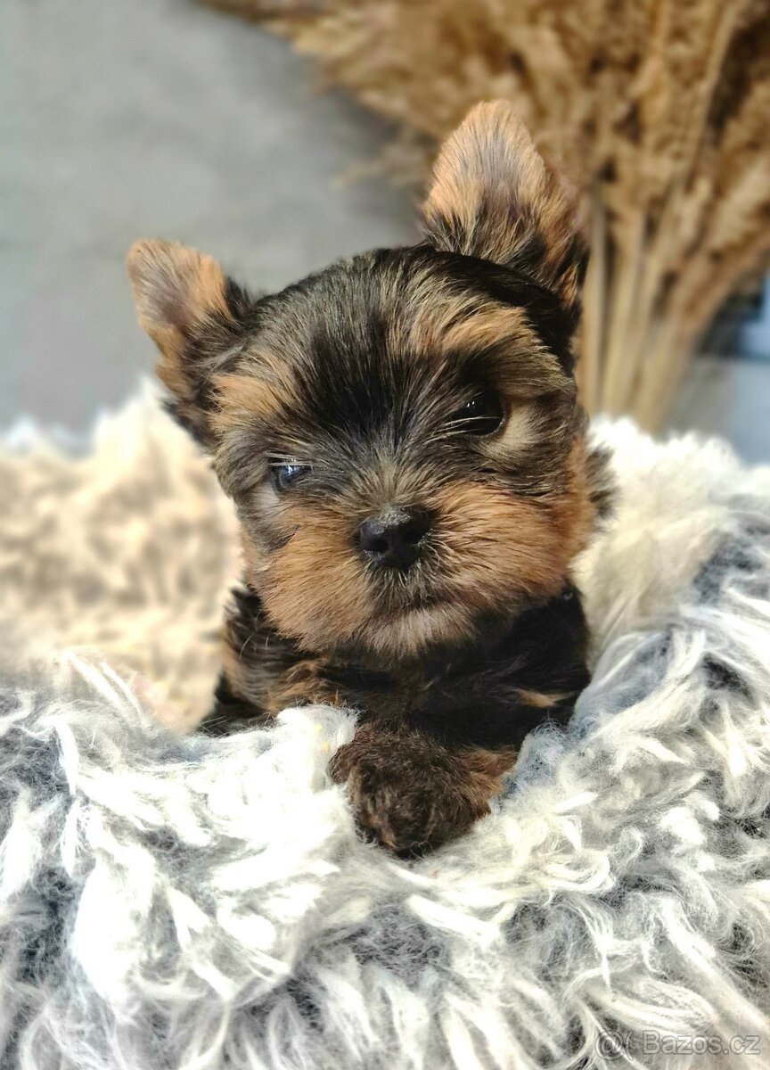 Jorkšírský terier, štěňátka s PP FCI