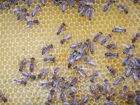 Vyzimovaná včelstva