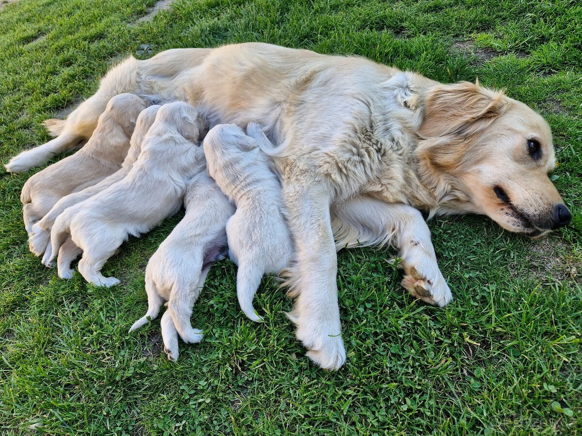 Štěňata zlatý retriever, retrívr