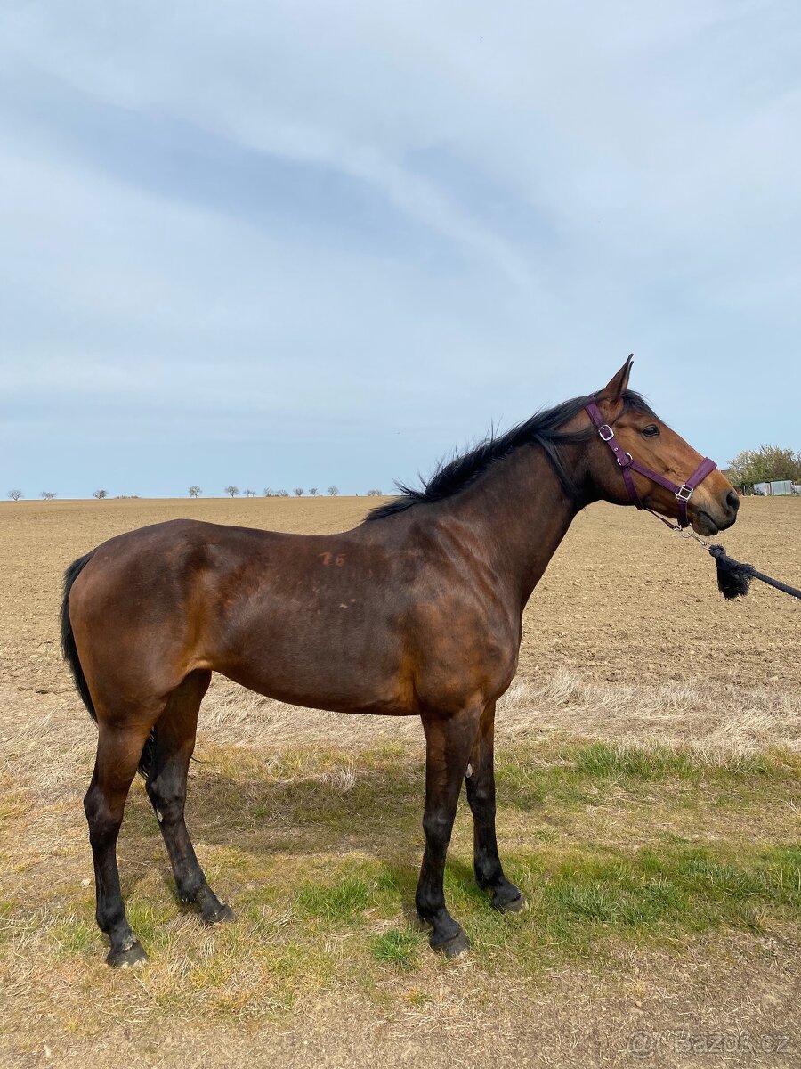 8-ročná kobylka Furioso