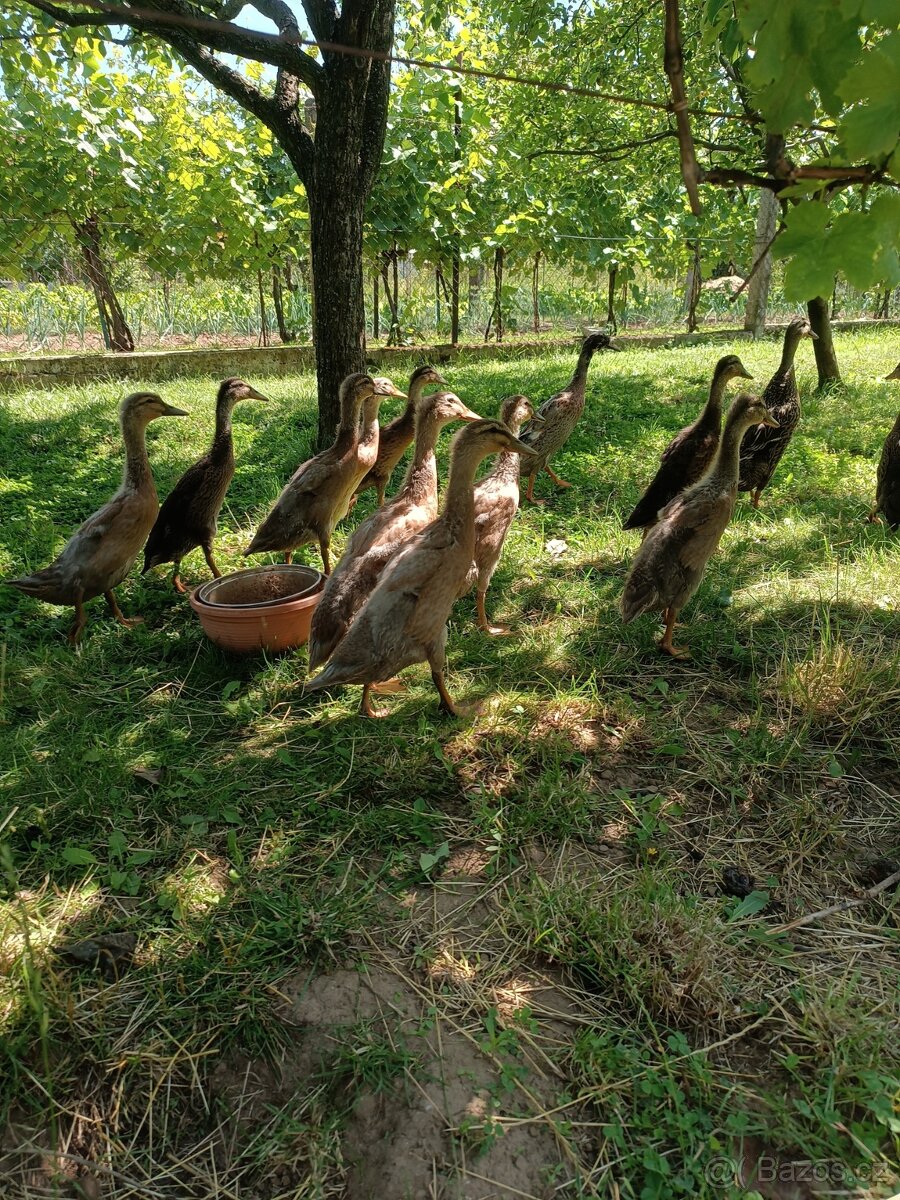 Indický běžec