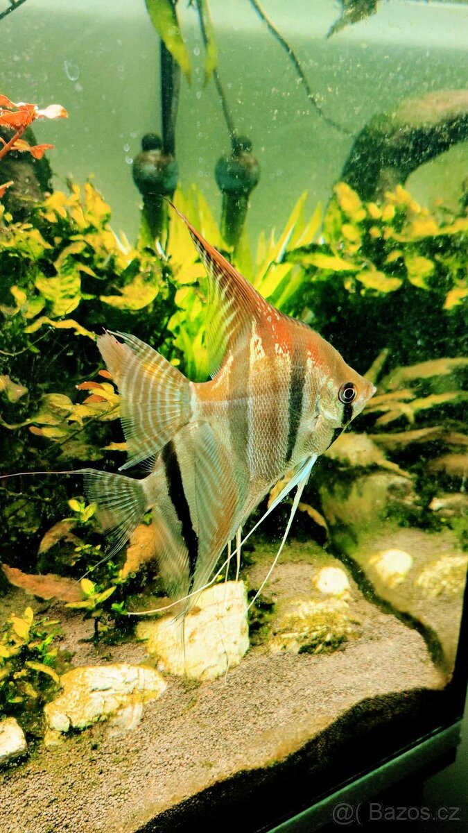 Pterophyllum Santa Isabel
