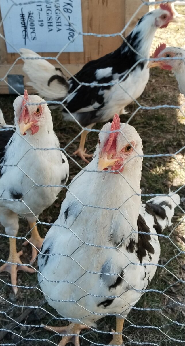 Vlaška exchequer - kohouti