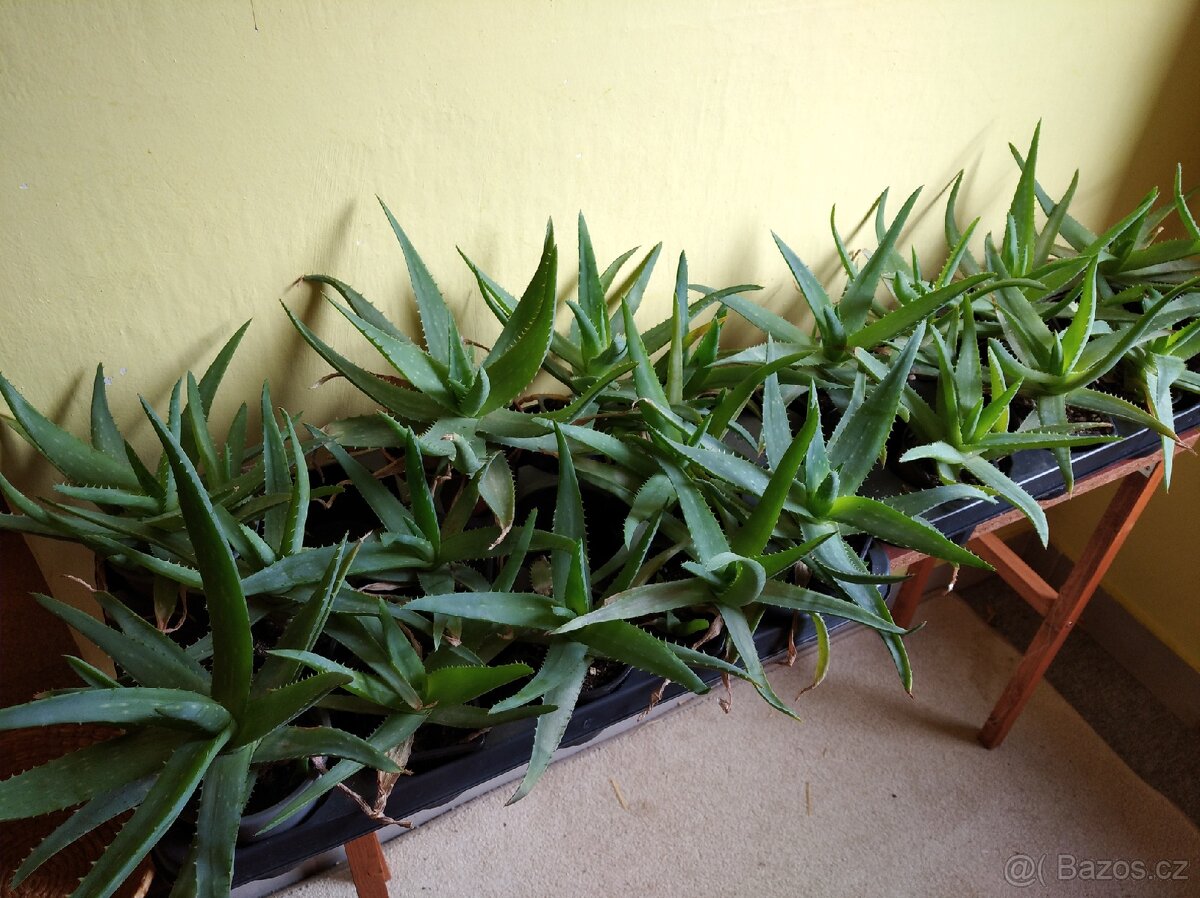 Prodám Aloe Vera , pravá léčiva aloe,