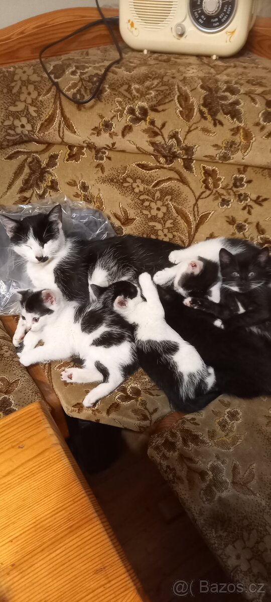Daruji koťátka ihned k odběru
