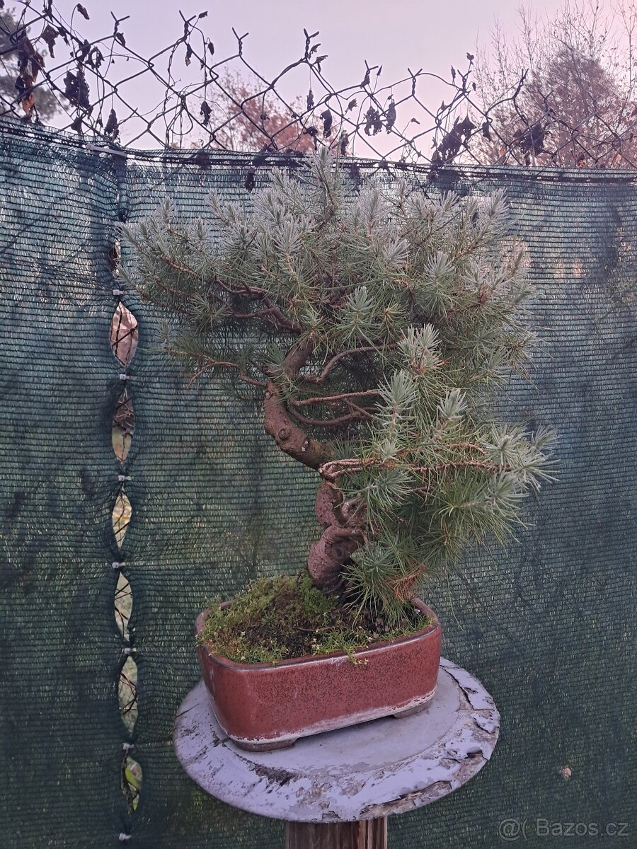 Bonsaj,bonsai