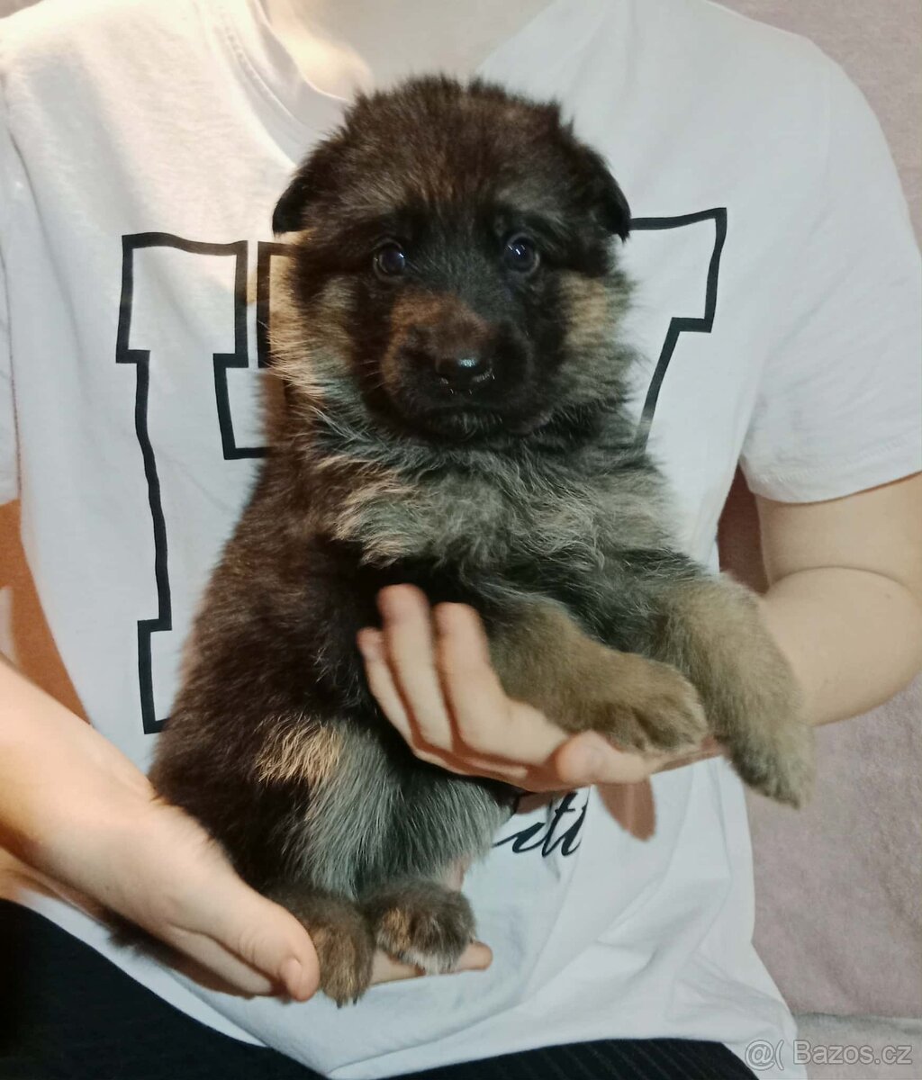 Německý ovčák - štěňátka s PP