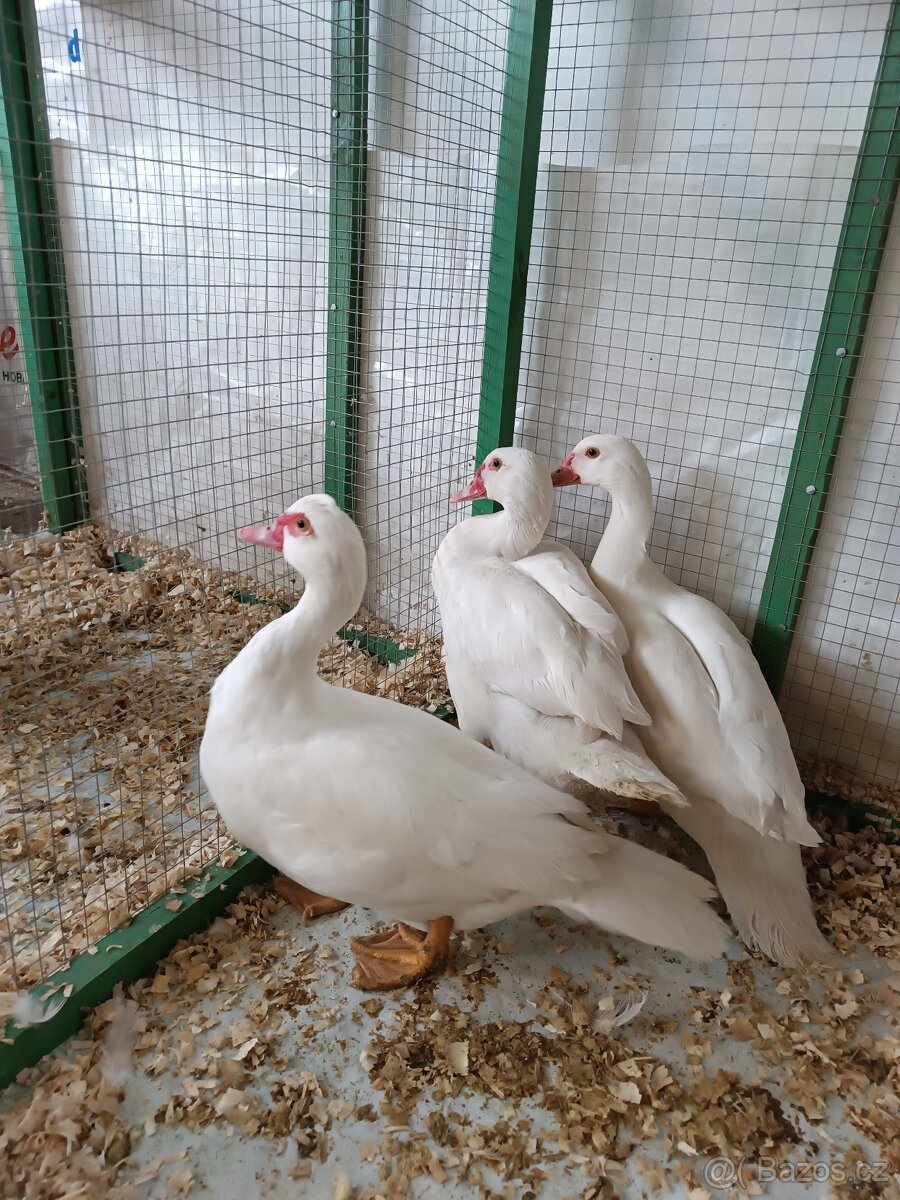 Prodám letošní kachny pižmové bílé,