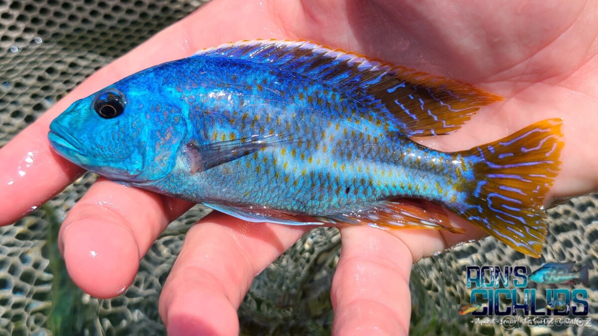 Sháním dospělé samce aulonocar a haps