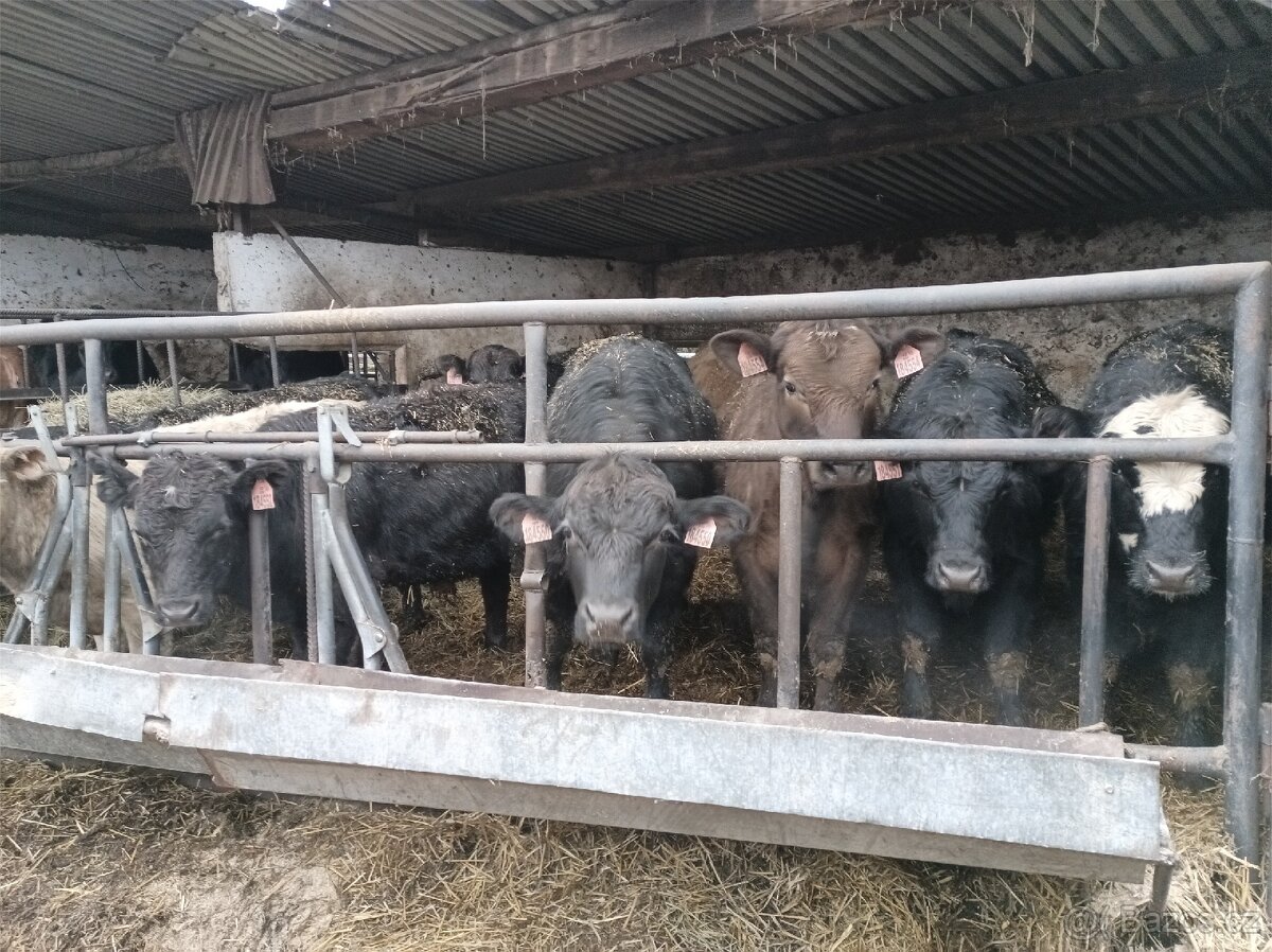 Zástav býčci Angus