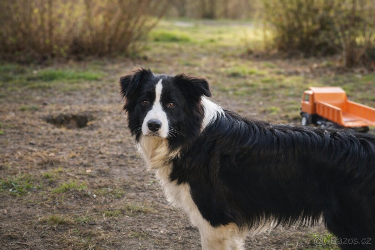 Border kolie s PP