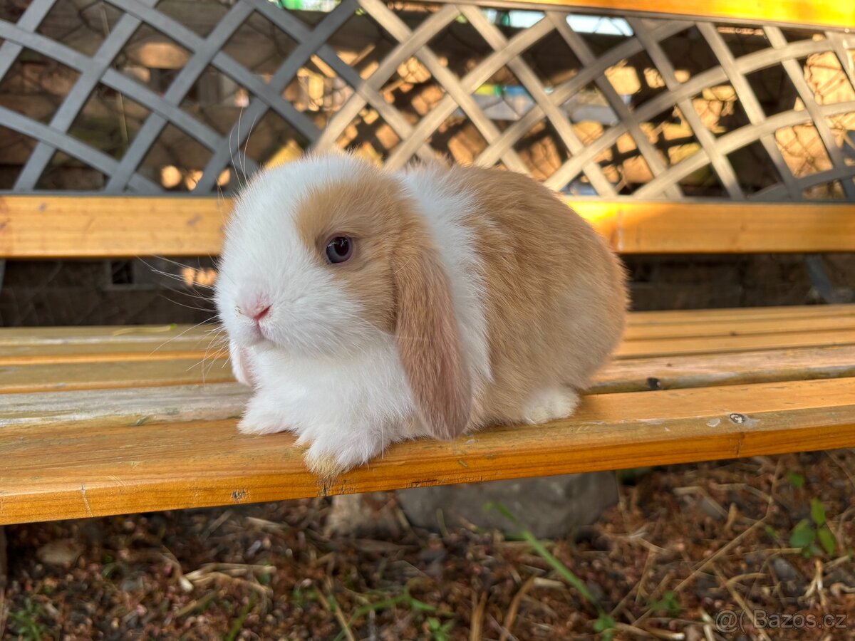 Mini lop beránek - sameček
