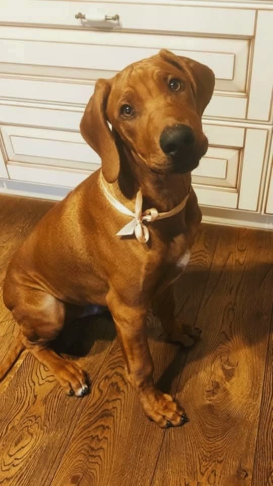 Rhodéský ridgeback