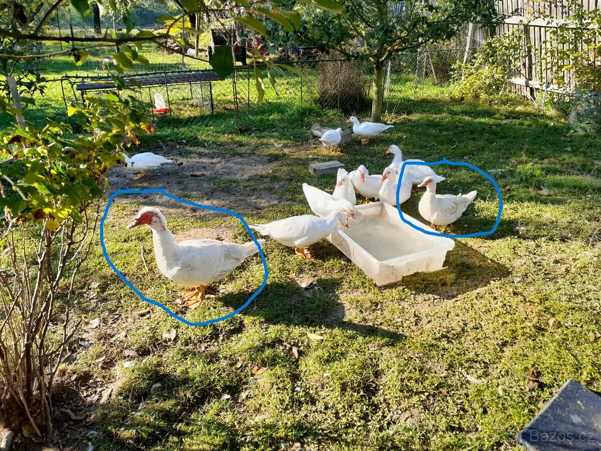 Kachny pižmové - pižmovky