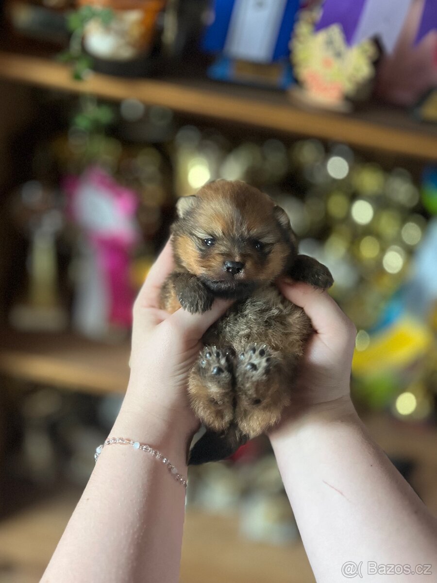 Pomeranian s PP