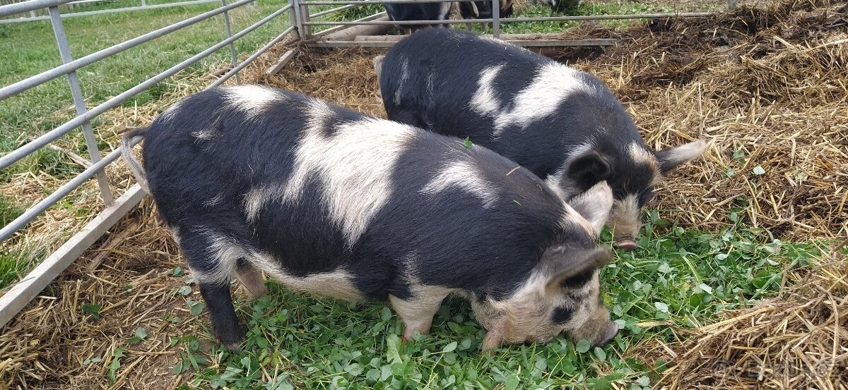 Kune kune