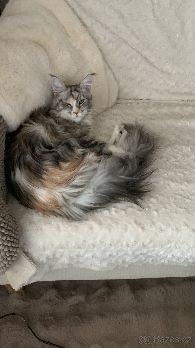 Mainská mývalí kocka