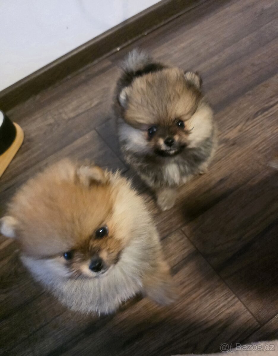 Štěňátka pomeraniana