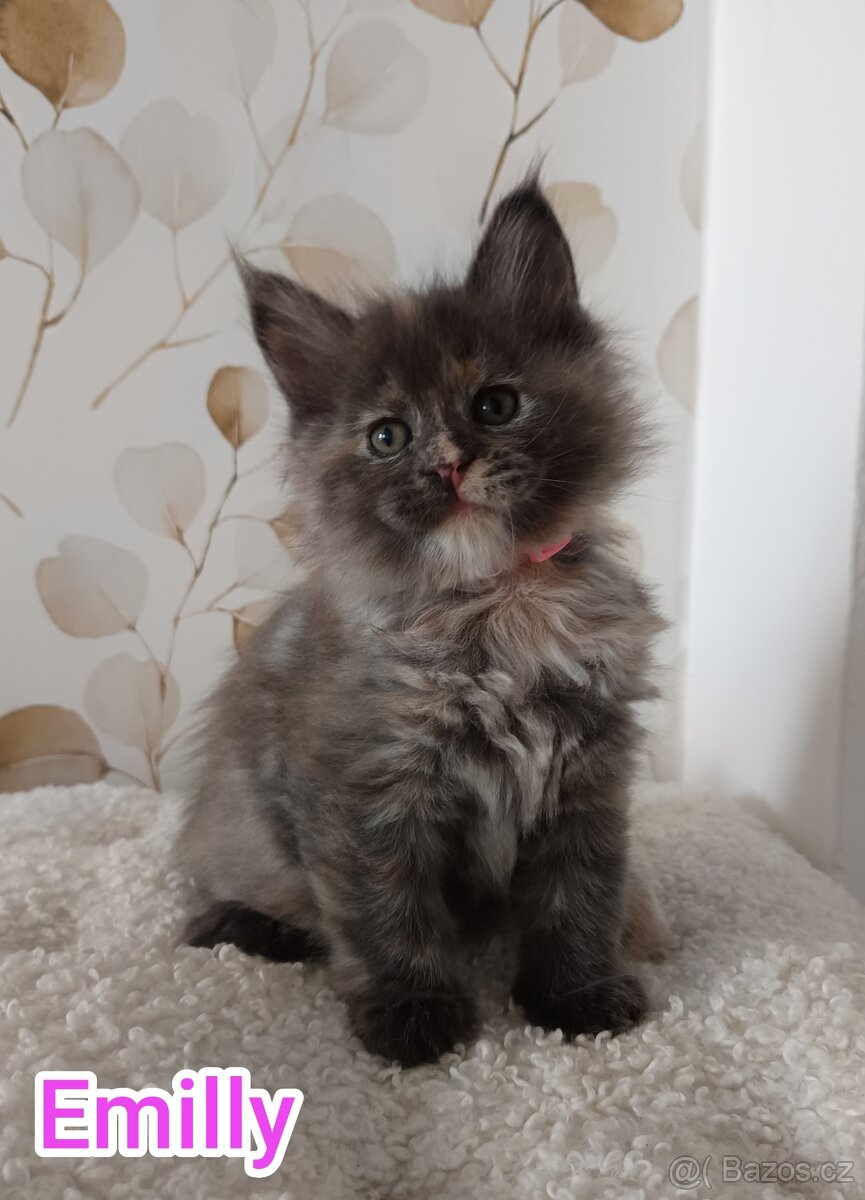 Mainská Mývalí bez PP