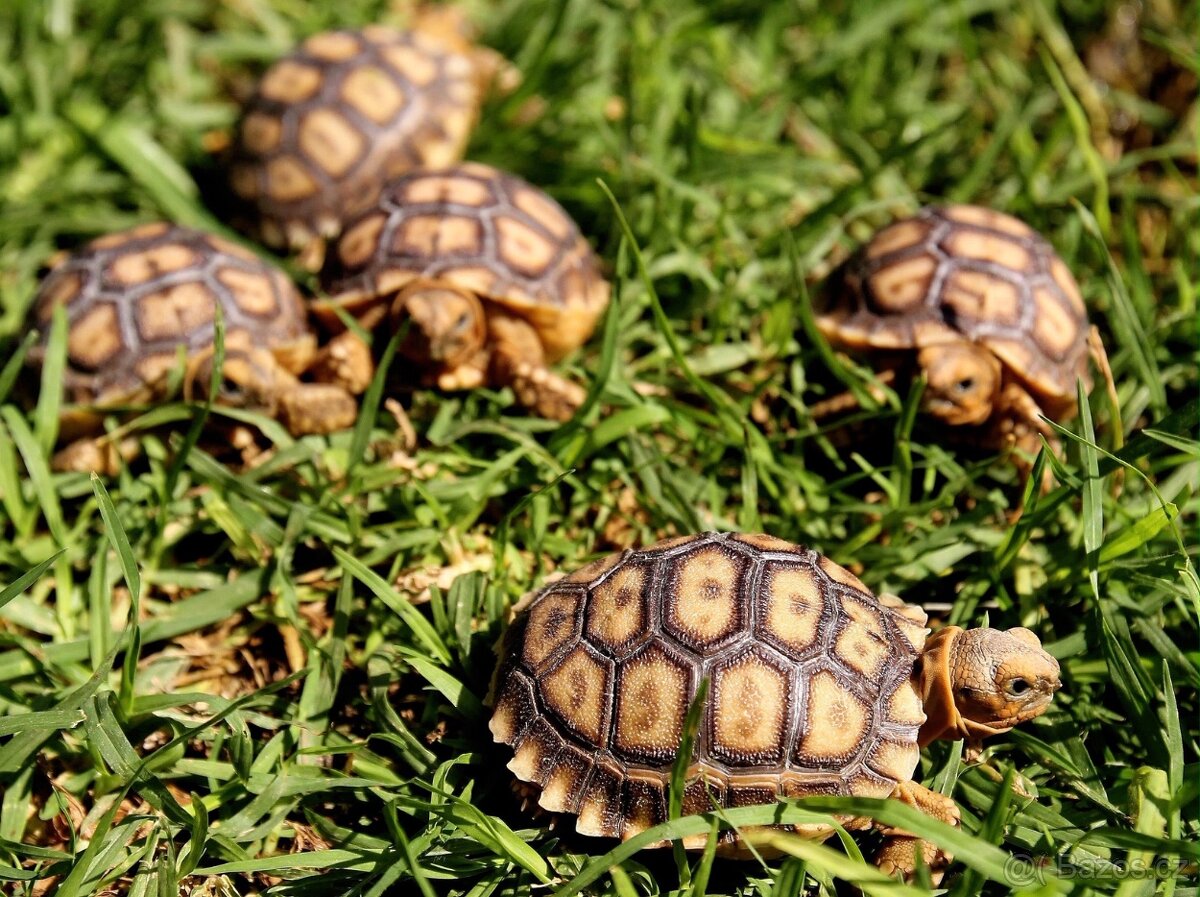 želva ostruhatá Geochelone sulcata