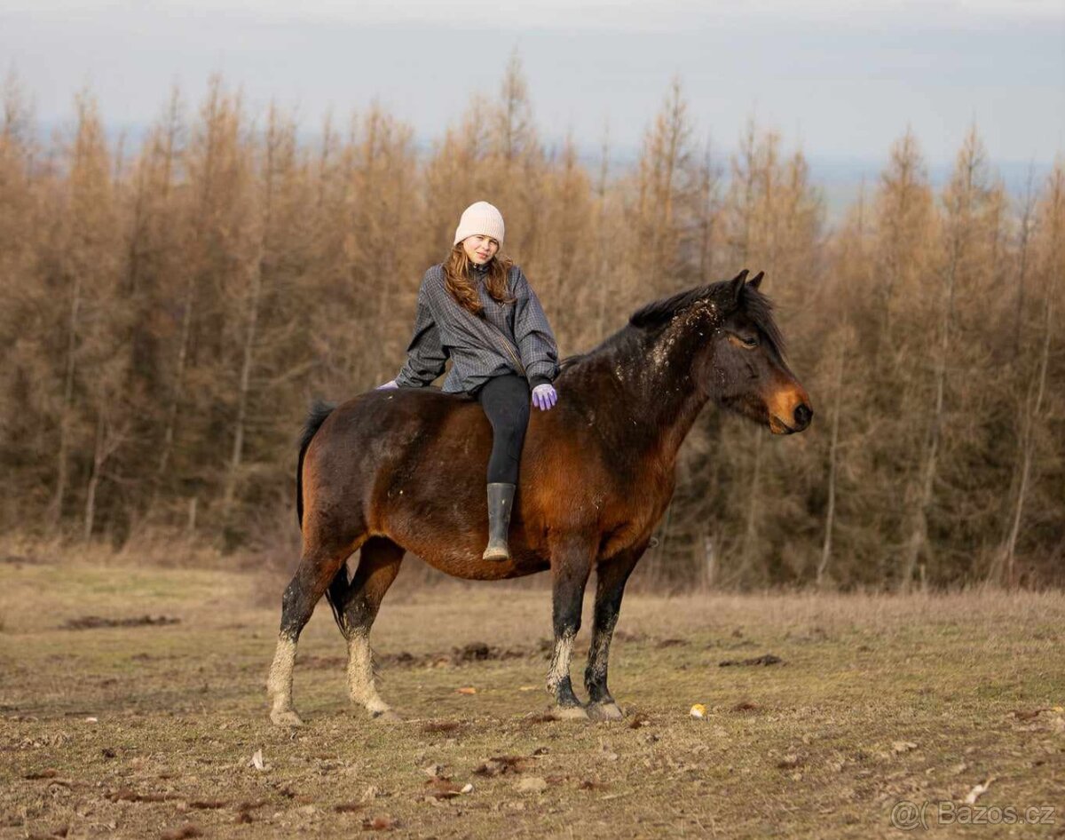 Huculská klisna, hucul, Tobiano, pony, malý kůň