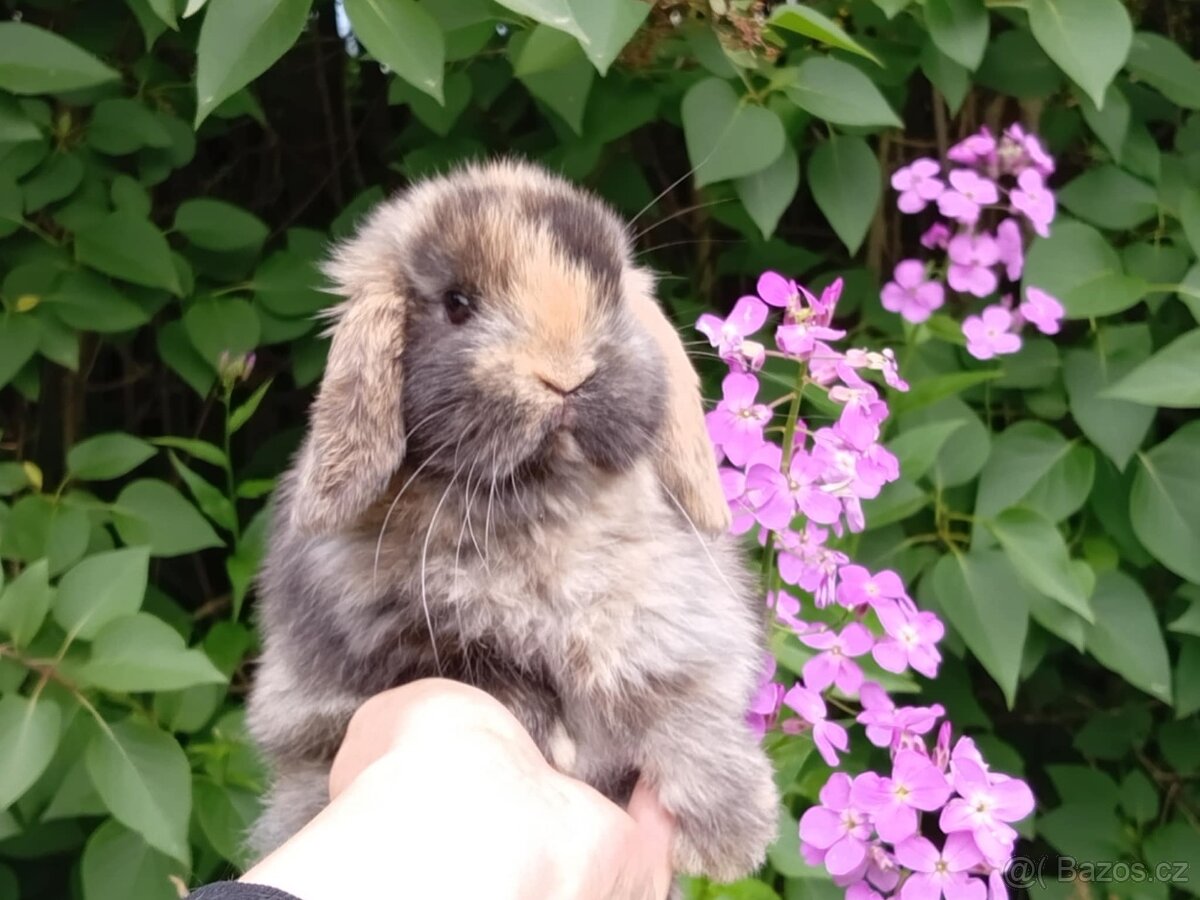 Kouzelná Miminka - Anglický Zakrslý Beránek MiniLop