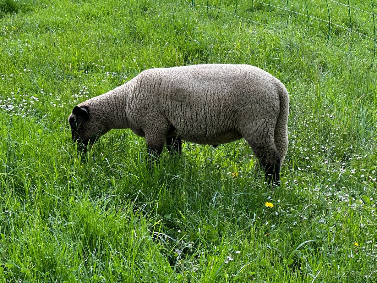 Beránek suffolk