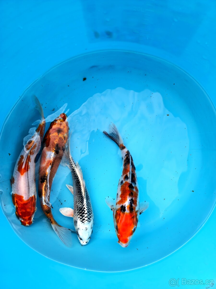 Koi kapr 25-35cm
