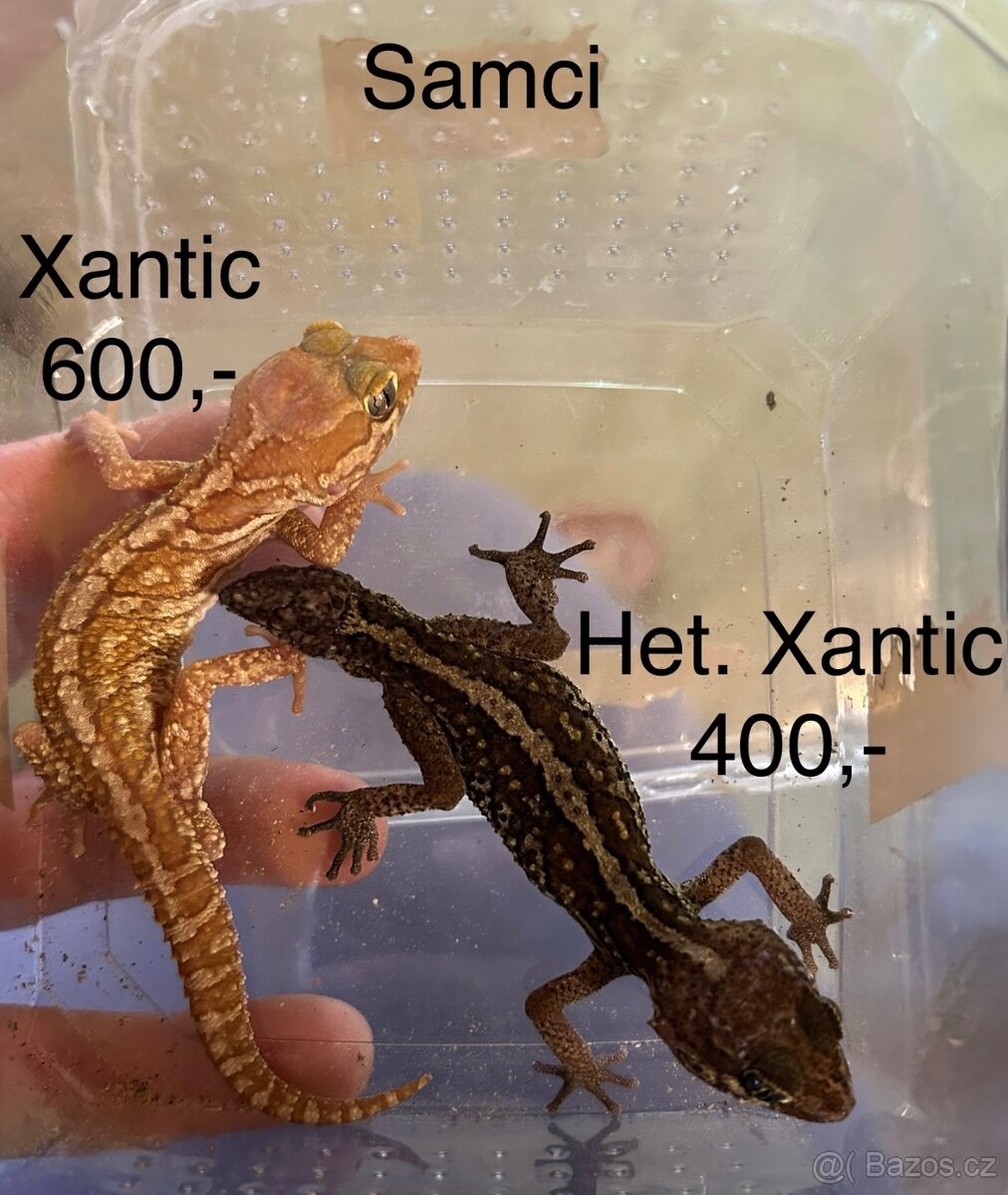 Gekon madagaskarský