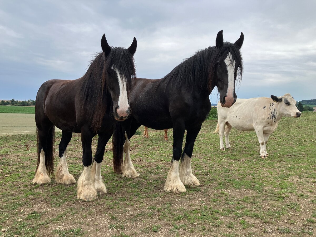 Shire horse 2 kobyly